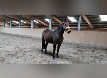 Caballo de Holstein, Yegua, 18 años, 168 cm, Castaño