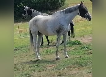 Caballo de Holstein, Yegua, 18 años, 175 cm, Tordo