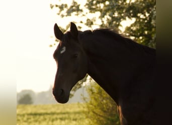 Caballo de Holstein, Yegua, 18 años, Castaño oscuro