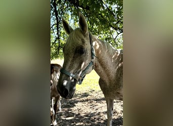 Caballo de Holstein, Yegua, 19 años, 170 cm, Tordo picazo