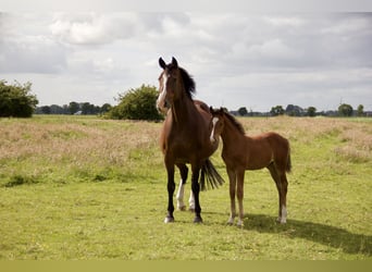 Caballo de Holstein, Yegua, 19 años, Castaño