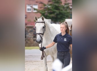Caballo de Holstein, Yegua, 19 años, Tordo
