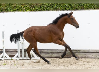 Caballo de Holstein, Yegua, 1 año, 151 cm, Castaño