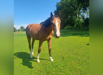 Caballo de Holstein, Yegua, 1 año, 165 cm, Castaño