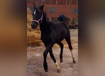 Caballo de Holstein, Yegua, 1 año, 168 cm, Alazán-tostado