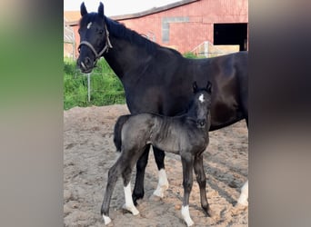 Caballo de Holstein, Yegua, 1 año, 168 cm, Alazán-tostado