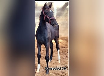 Caballo de Holstein, Yegua, 1 año, 168 cm, Alazán-tostado