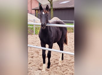 Caballo de Holstein, Yegua, 1 año, 168 cm, Alazán-tostado