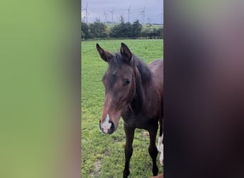 Caballo de Holstein, Yegua, 1 año, 170 cm, Castaño