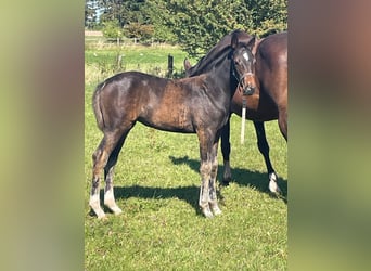 Caballo de Holstein, Yegua, 1 año, 170 cm, Castaño oscuro