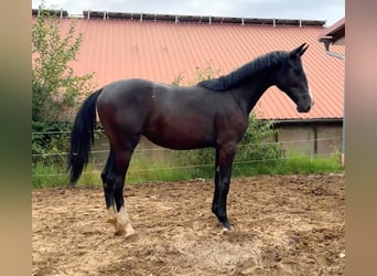 Caballo de Holstein, Yegua, 1 año, 173 cm, Musgo