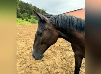 Caballo de Holstein, Yegua, 1 año, 173 cm, Musgo