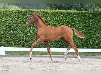 Caballo de Holstein, Yegua, 1 año, Alazán