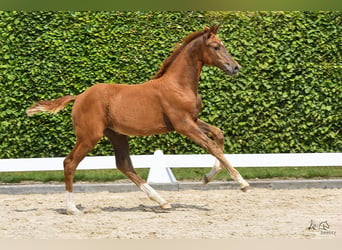 Caballo de Holstein, Yegua, 1 año, Alazán