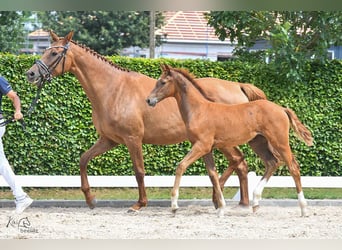 Caballo de Holstein, Yegua, 1 año, Alazán