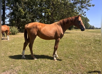 Caballo de Holstein, Yegua, 1 año, Alazán