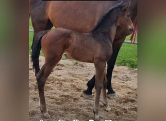 Caballo de Holstein, Yegua, 1 año