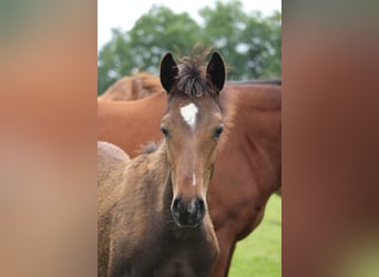 Caballo de Holstein, Yegua, 1 año, Castaño
