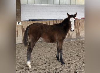 Caballo de Holstein, Yegua, 1 año, Castaño