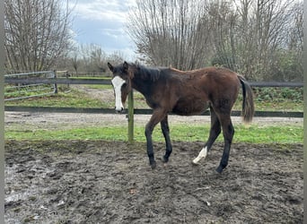 Caballo de Holstein, Yegua, 1 año, Castaño
