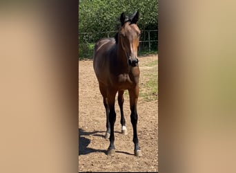 Caballo de Holstein, Yegua, 1 año, Castaño