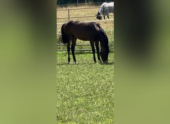 Caballo de Holstein, Yegua, 1 año, Castaño