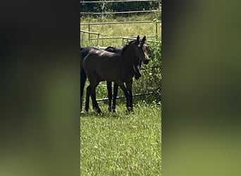 Caballo de Holstein, Yegua, 1 año, Castaño