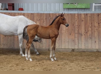 Caballo de Holstein, Yegua, 1 año, Castaño claro