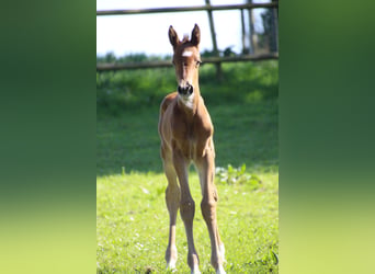 Caballo de Holstein, Yegua, 1 año, Castaño claro