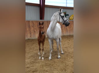 Caballo de Holstein, Yegua, 1 año, Castaño claro