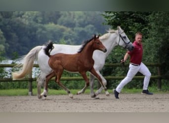 Caballo de Holstein, Yegua, 1 año, Castaño claro