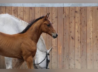 Caballo de Holstein, Yegua, 1 año, Castaño claro