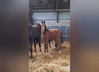 Caballo de Holstein, Yegua, 1 año, Castaño claro