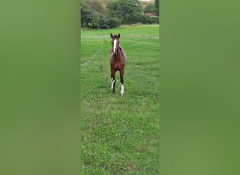 Caballo de Holstein, Yegua, 1 año, Castaño oscuro