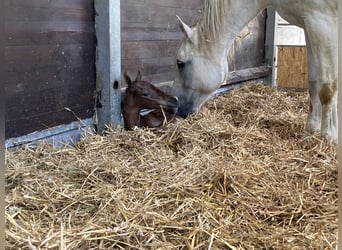 Caballo de Holstein, Yegua, 1 año, Castaño oscuro