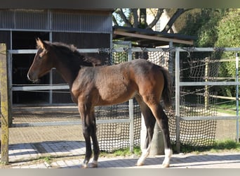 Caballo de Holstein, Yegua, 1 año, Castaño oscuro