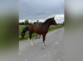 Caballo de Holstein, Yegua, 1 año, Castaño oscuro