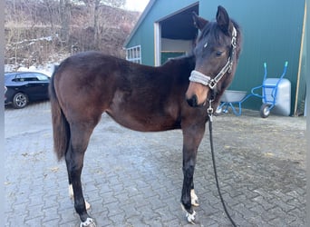 Caballo de Holstein, Yegua, 1 año, Morcillo