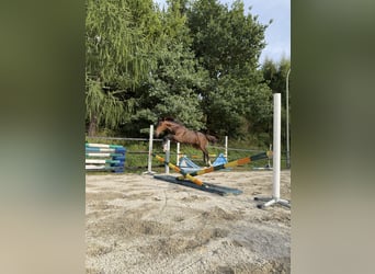 Caballo de Holstein, Yegua, 1 año, Morcillo