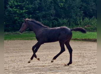 Caballo de Holstein, Yegua, 1 año, Morcillo