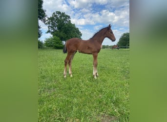 Caballo de Holstein, Yegua, 1 año, Musgo