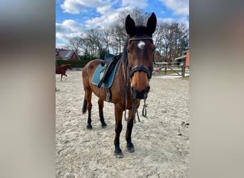 Caballo de Holstein, Yegua, 20 años, 164 cm, Castaño