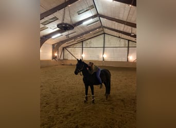 Caballo de Holstein, Yegua, 20 años, 168 cm, Castaño oscuro