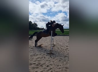 Caballo de Holstein, Yegua, 20 años, 169 cm, Castaño