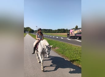 Caballo de Holstein, Yegua, 21 años, 170 cm, Tordo