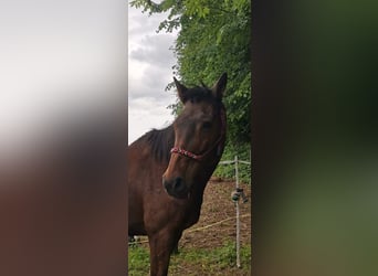 Caballo de Holstein, Yegua, 21 años, 175 cm, Castaño