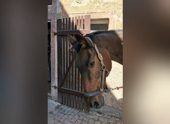 Caballo de Holstein, Yegua, 21 años, 175 cm, Castaño