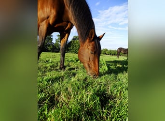 Caballo de Holstein, Yegua, 21 años
