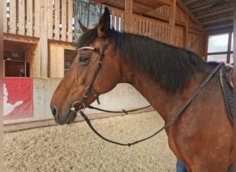 Caballo de Holstein, Yegua, 22 años, 165 cm, Castaño