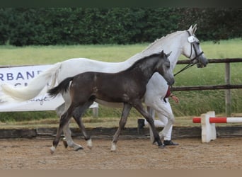 Caballo de Holstein, Yegua, 22 años, 165 cm, Tordo rodado